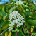 Heptacodium miconioides