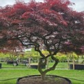 Acer palmatum 'Garnet' - 6