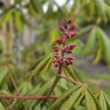 Aesculus pavia 'Atrosanguinea' - impressie bloei voorjaar