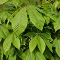 Aesculus pavia 'Atrosanguinea' - impressie zomerblad