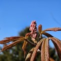 Aesculus pavia 'Atrosanguinea' - impressie uitloop blad en bloemknop