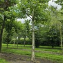 Platanus x hispanica - Foto 10