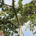 Parrotia persica - 1