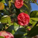 Camellia japonica - 2