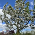 Malus 'Red Sentinel' - 2