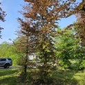 Fagus sylvatica 'Atropunicea' - 1