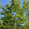 Fagus sylvatica - 1