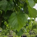 Corylus colurna - Foto 5