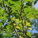 Styrax japonicus - impressie zomerblad