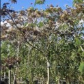 Albizia julibrissin 'Summer Chocolate' - Foto 3