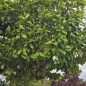 Camellia 'Bonomiana Nova' - 2