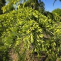 Cedrus deodara 'Aurea' - 5