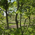 Carpinus betulus - Foto 4