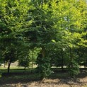 Fagus sylvatica - 1