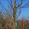 Prunus avium 'Plena' - 2025