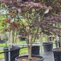 Acer palmatum 'Bloodgood' - Foto 3