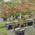 Acer palmatum 'Aconitifolium' - Foto 6
