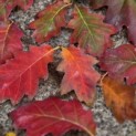 Quercus rubra - Foto 1