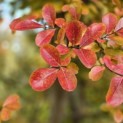 Lagerstroemia indica 'Rosea' - 3