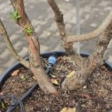 Arbutus unedo - 5