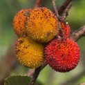Arbutus unedo - 7