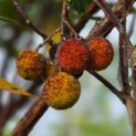 Arbutus unedo - 6
