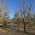 Platanus x hispanica - 1