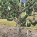 Pinus nigra Oregon Green - 1