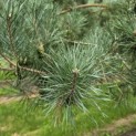 Pinus sylvestris - Foto 2