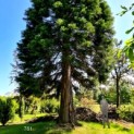 Sequoiadendron giganteum - Foto 1