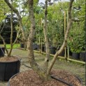 Davidia involucrata - 1