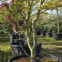 Acer palmatum 'Tsumabeni' - 3