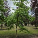 Liquidambar styraciflua - juni 2026