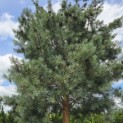 pinus sylvestris 'Glauca' - 8