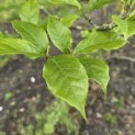 Magnolia 'Betty' - 3