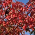 Acer griseum - Foto 2