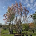 Magnolia 'Soulangeana' - Foto 7