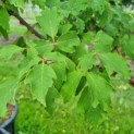 Acer griseum - Afbeelding 4