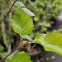 Betulus utilis Doorenbos (Jacquemontii) - 1