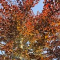 Fagus sylvatica 'Atropunicea' - Foto 2