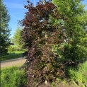 Fagus sylvatica 'Atropunicea' - Foto 4