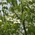 Cornus kousa 'Milky Way' - Foto 1