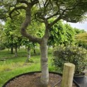 Acer palmatum 'Dissectum' - Foto 7