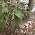 Acer palmatum 'Matsukaze' - 1