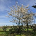 Amelanchier lamarckii - 2