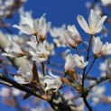 Amelanchier arborea 'Robin Hill' - 1