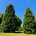 Sequoiadendron giganteum - Foto 1