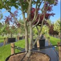 Parrotia persica - 1