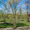 Cornus Florida 'Rainbow' - Afbeelding 1