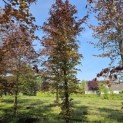 Fagus sylvatica 'Atropunicea' - 2